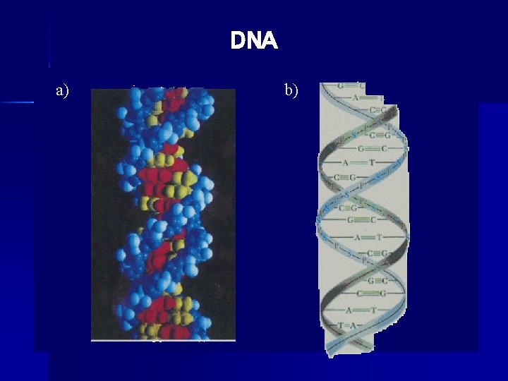 DNA a) b) 