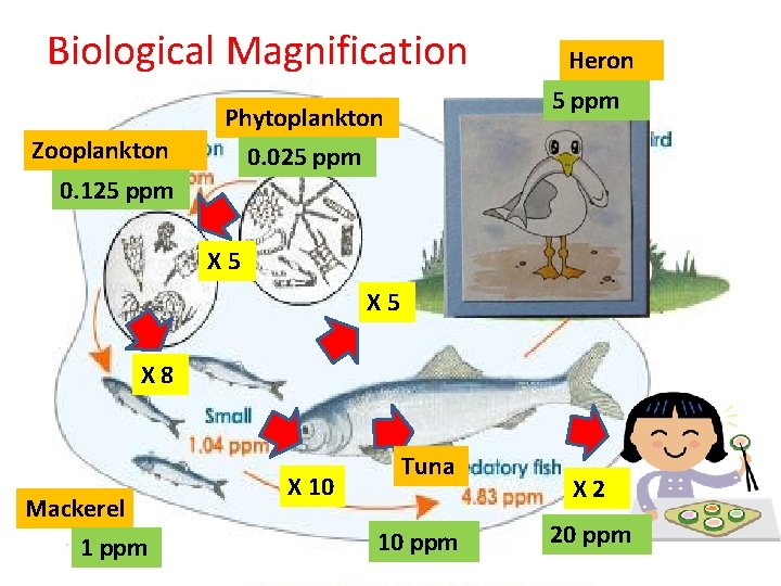 Biological Magnification 5 ppm Phytoplankton Zooplankton Heron 0. 025 ppm 0. 125 ppm X