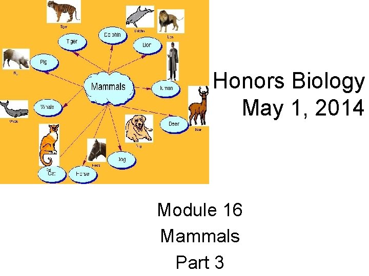 Honors Biology May 1, 2014 Module 16 Mammals Part 3 