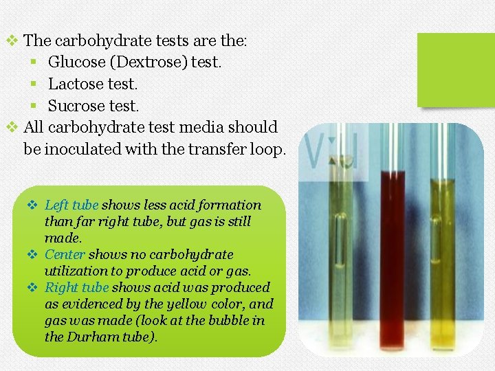 v The carbohydrate tests are the: § Glucose (Dextrose) test. § Lactose test. §
