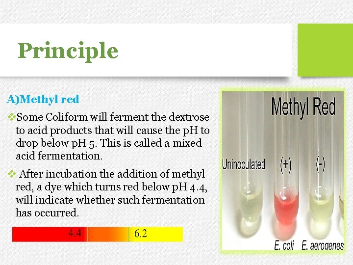 Principle A)Methyl red v. Some Coliform will ferment the dextrose to acid products that