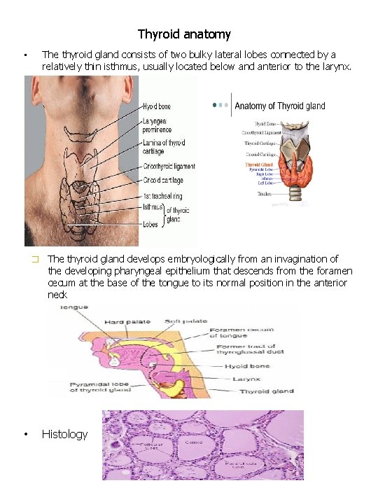 Thyroid anatomy The thyroid gland consists of two bulky lateral lobes connected by a Thyroid anatomy The thyroid gland consists of two bulky lateral lobes connected by a