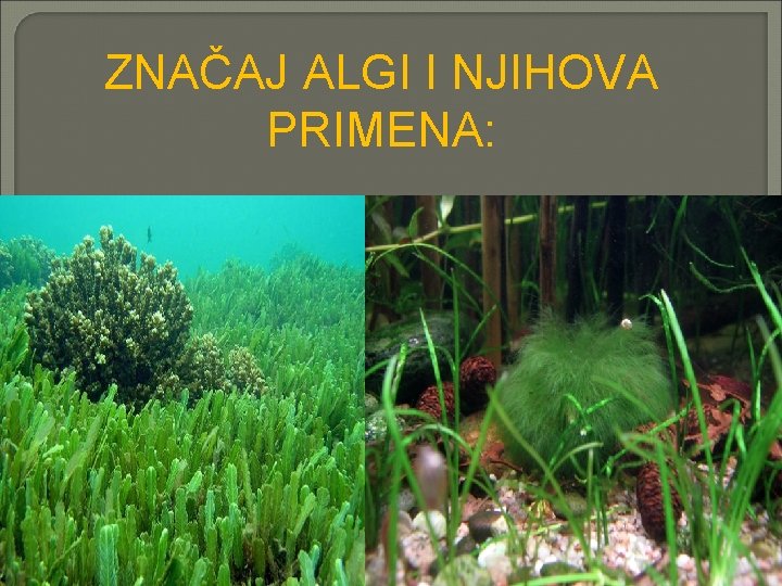 ZNAČAJ ALGI I NJIHOVA PRIMENA: 