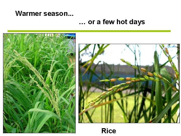 Warmer season. . . … or a few hot days Rice 
