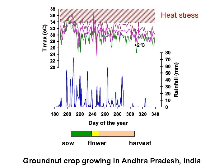 Heat stress sow flower harvest Groundnut crop growing in Andhra Pradesh, India 