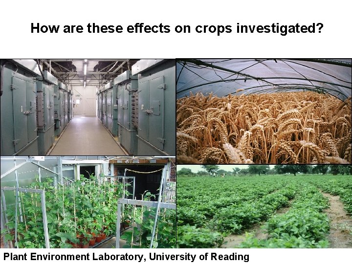 How are these effects on crops investigated? Plant Environment Laboratory, University of Reading 