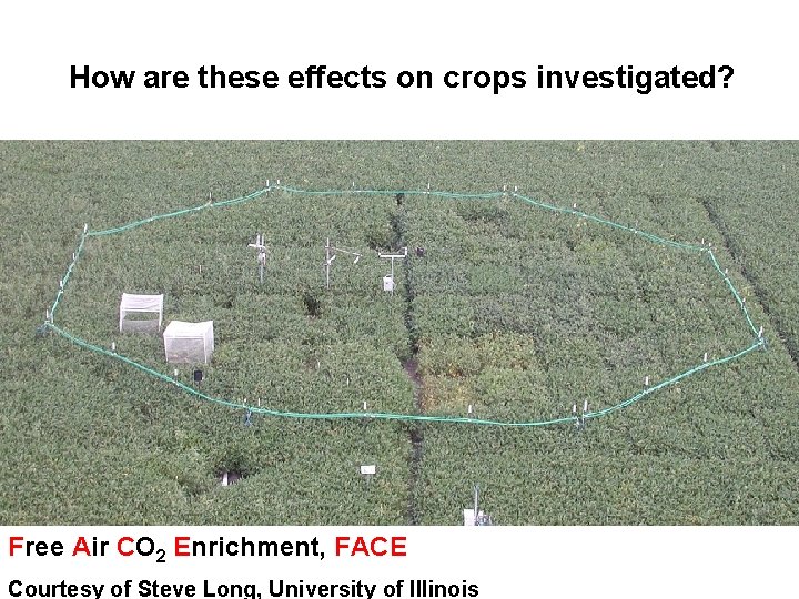 How are these effects on crops investigated? Free Air CO 2 Enrichment, FACE Courtesy