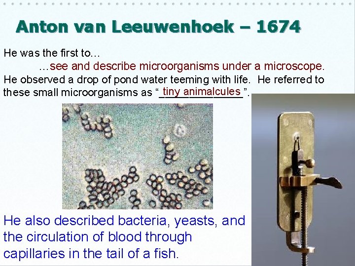 Anton van Leeuwenhoek – 1674 He was the first to… …see and describe microorganisms