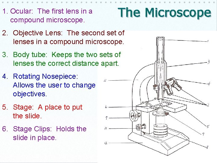 1. Ocular: The first lens in a compound microscope. The Microscope 2. Objective Lens: