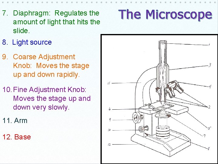 7. Diaphragm: Regulates the amount of light that hits the slide. 8. Light source