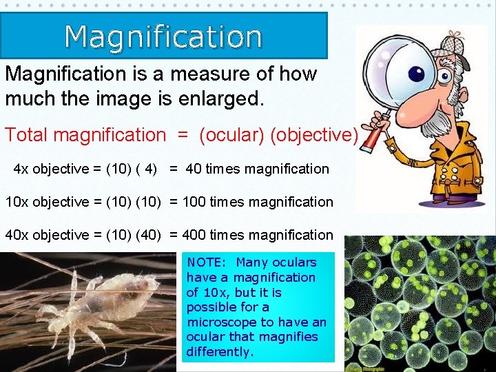 Magnification is a measure of how much the image is enlarged. Total magnification =