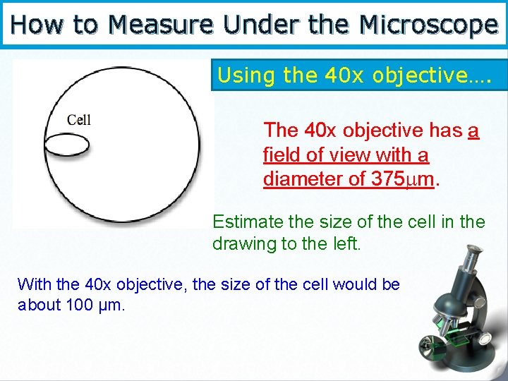 How to Measure Under the Microscope Using the 40 x objective…. The 40 x