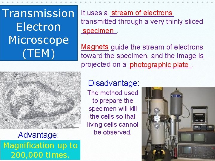 Transmission Electron Microscope (TEM) It uses a ________ stream of electrons transmitted through a