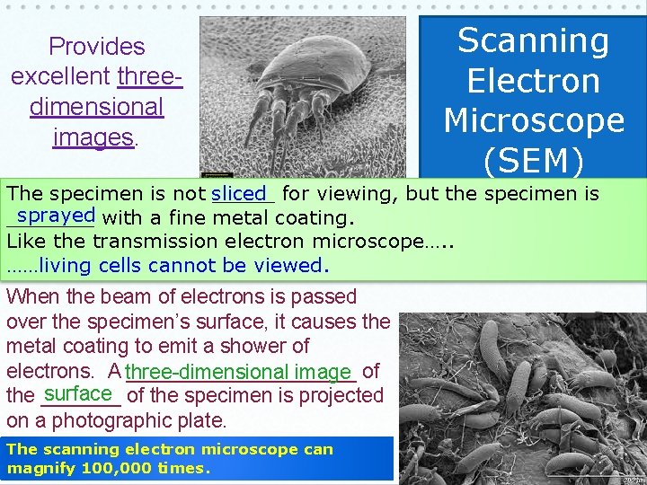 Provides excellent threedimensional images. Scanning Electron Microscope (SEM) The specimen is not sliced _____