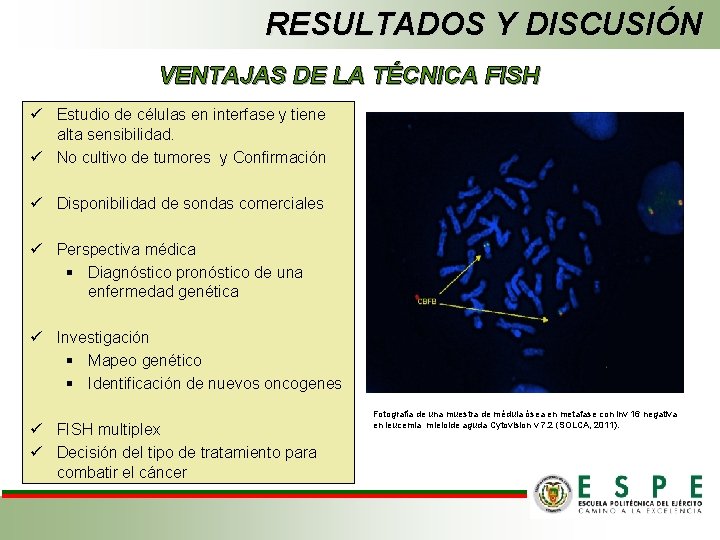 RESULTADOS Y DISCUSIÓN VENTAJAS DE LA TÉCNICA FISH ü Estudio de células en interfase