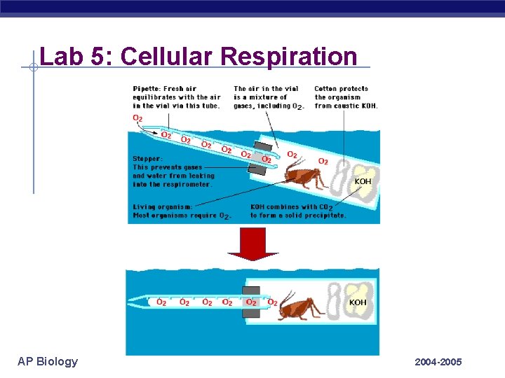 Lab 5: Cellular Respiration AP Biology 2004 -2005 