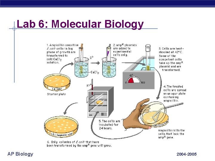 Lab 6: Molecular Biology AP Biology 2004 -2005 