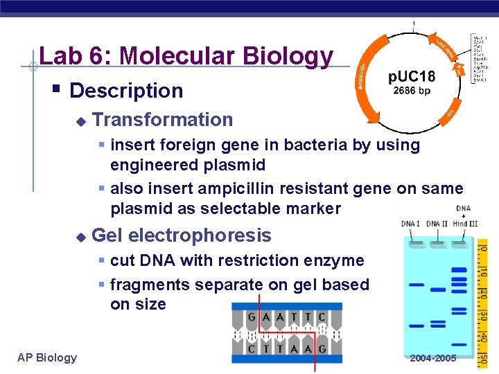 Lab 6: Molecular Biology § Description u Transformation § insert foreign gene in bacteria