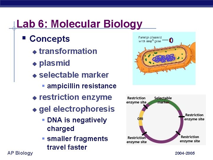 Lab 6: Molecular Biology § Concepts transformation u plasmid u selectable marker u §