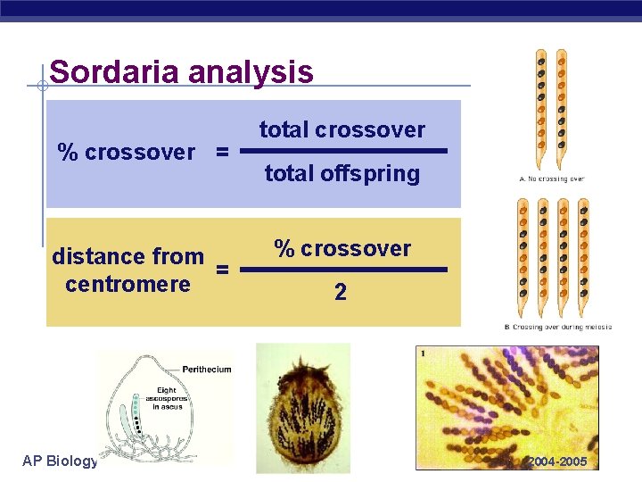 Sordaria analysis % crossover = distance from = centromere AP Biology total crossover total