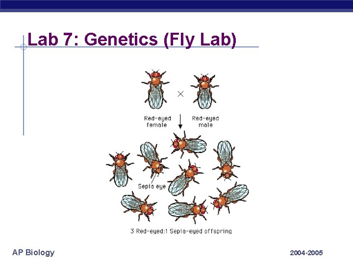 Lab 7: Genetics (Fly Lab) AP Biology 2004 -2005 