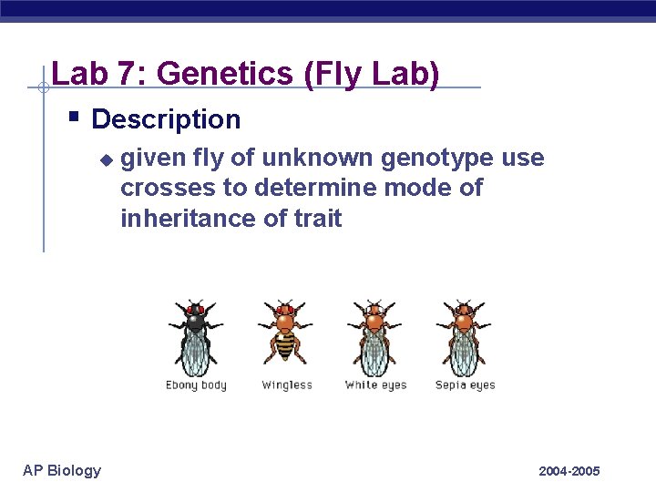 Lab 7: Genetics (Fly Lab) § Description u AP Biology given fly of unknown