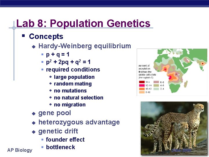 Lab 8: Population Genetics § Concepts u Hardy-Weinberg equilibrium § p+q=1 § p 2