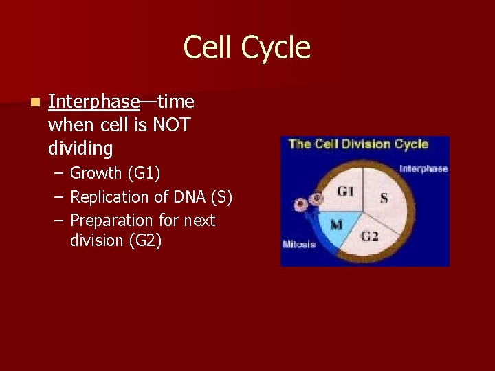 Cell Cycle n Interphase—time when cell is NOT dividing – Growth (G 1) –
