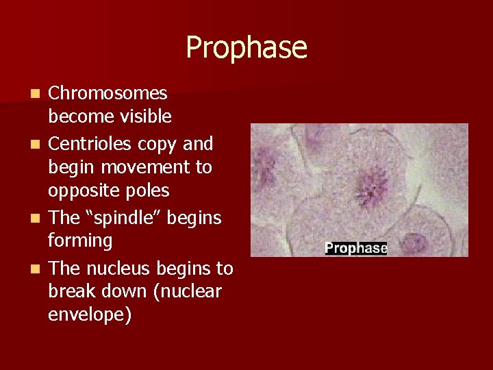 Prophase n n Chromosomes become visible Centrioles copy and begin movement to opposite poles