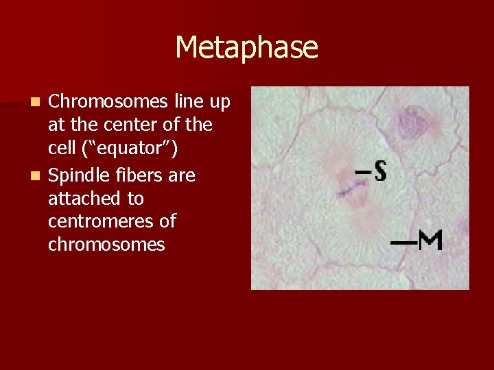 Metaphase Chromosomes line up at the center of the cell (“equator”) n Spindle fibers