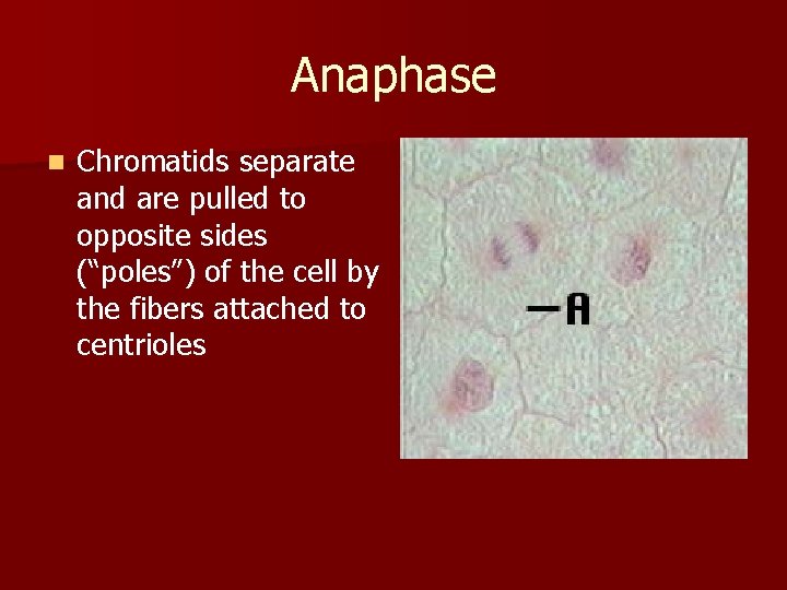 Anaphase n Chromatids separate and are pulled to opposite sides (“poles”) of the cell