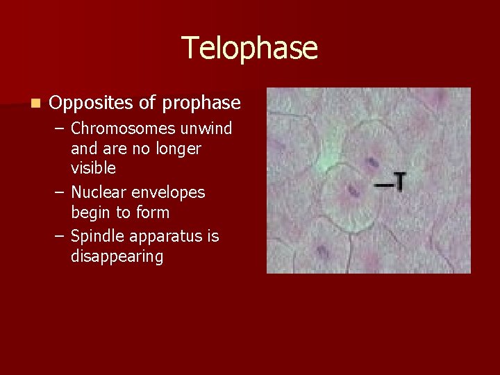 Telophase n Opposites of prophase – Chromosomes unwind are no longer visible – Nuclear