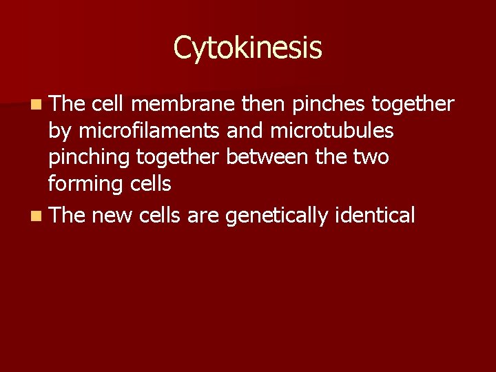 Cytokinesis n The cell membrane then pinches together by microfilaments and microtubules pinching together