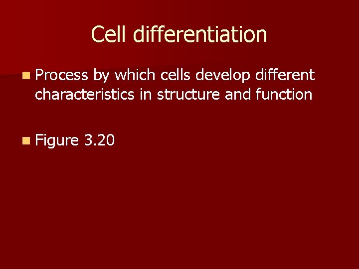 Cell differentiation n Process by which cells develop different characteristics in structure and function
