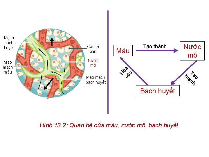 Mao mạch máu Các tế bào Máu Tạo thành Nước mô Mao mạch bạch