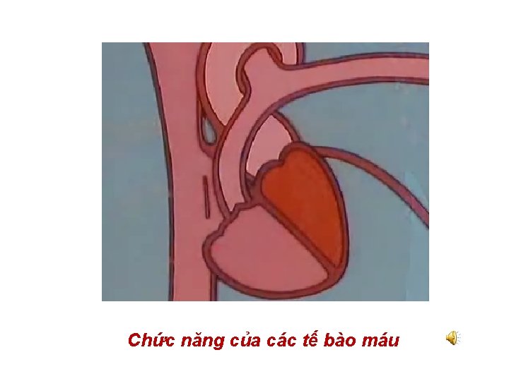 Chức năng của các tế bào máu 