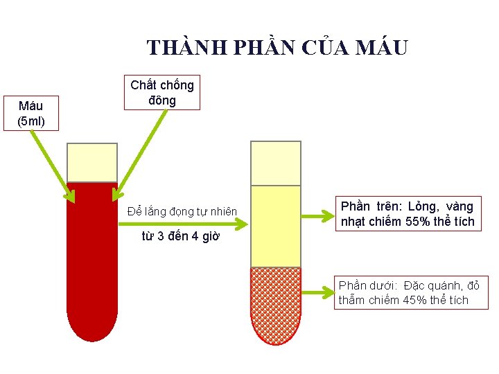 THÀNH PHẦN CỦA MÁU Máu (5 ml) Chất chống đông Để lắng đọng tự
