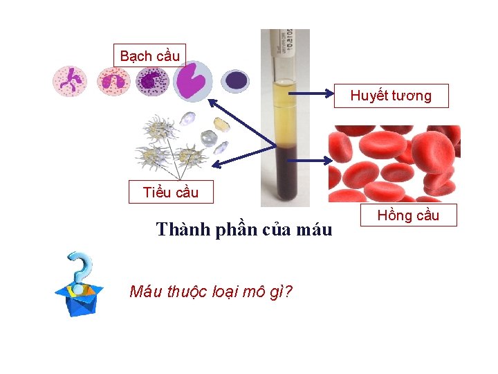 Bạch cầu Huyết tương Tiểu cầu Thành phần của máu Máu thuộc loại mô