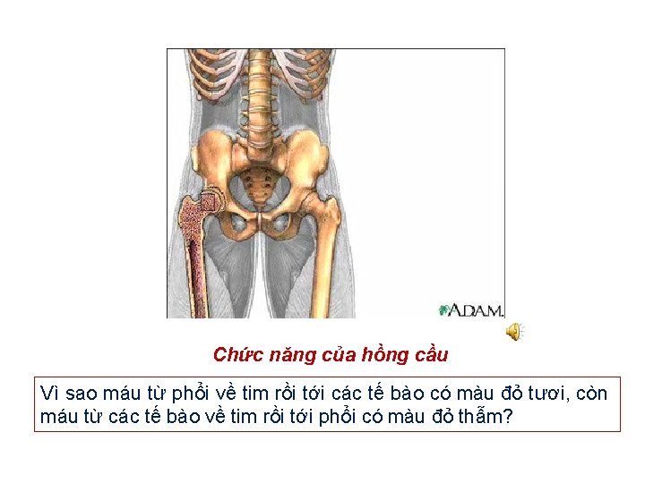 Chức năng của hồng cầu Vì sao máu từ phổi về tim rồi tới
