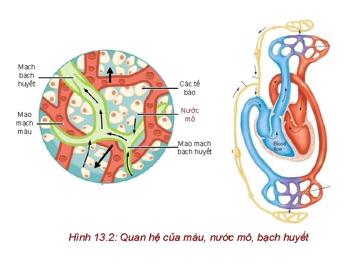 Mạch bạch huyết Mao mạch máu Các tế bào Nước mô Mao mạch bạch