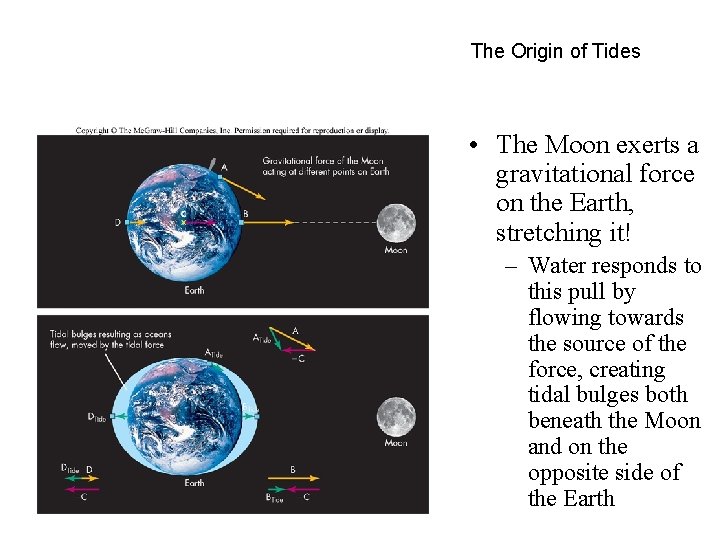 The Origin of Tides • The Moon exerts a gravitational force on the Earth,