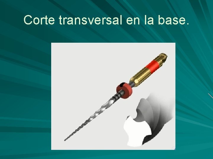 Corte transversal en la base. 