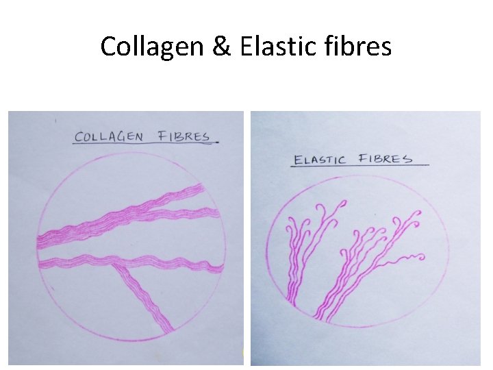 Collagen & Elastic fibres 