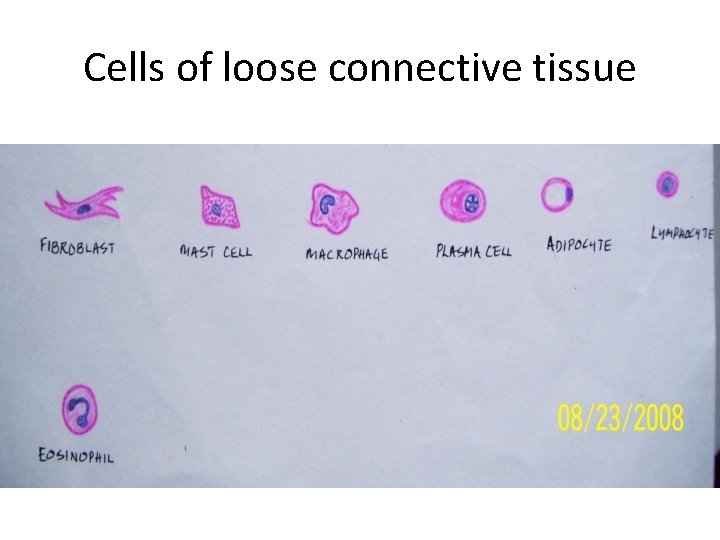 Cells of loose connective tissue 