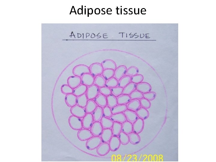Adipose tissue 