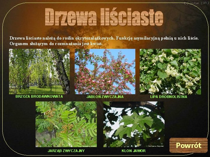 Drzewa liściaste należą do roślin okrytozalążkowych. Funkcję asymilacyjną pełnią u nich liście. Organem służącym