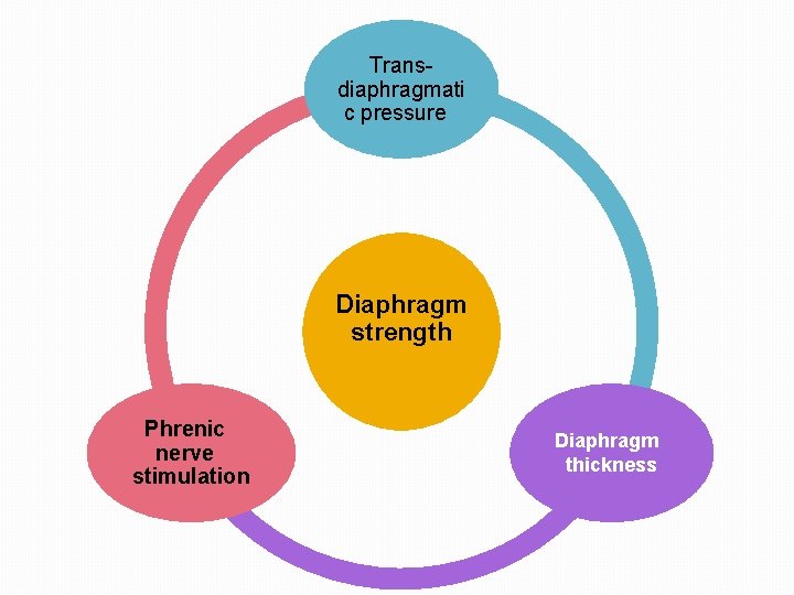 Transdiaphragmati c pressure Diaphragm strength Phrenic nerve stimulation Diaphragm thickness 