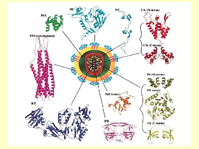 Protein structure Visualization Molecular Story Review Central Dogma