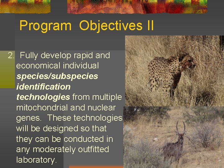 Program Objectives II 2. Fully develop rapid and economical individual species/subspecies identification technologies from