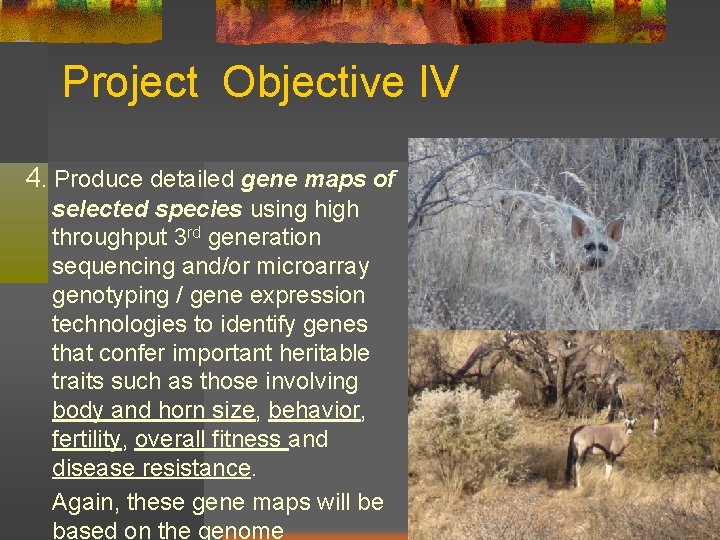 Project Objective IV 4. Produce detailed gene maps of selected species using high throughput